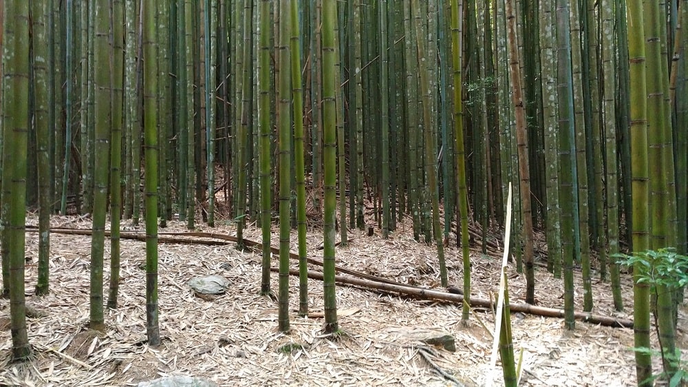 Bambu che perde le foglie