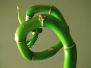 Bambù Della Fortuna A Spirale 30 Cm – Pianta Vera Per Interni Facile Da Curare