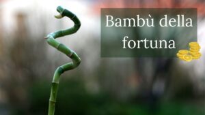 bambu della fortuna