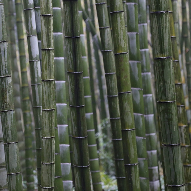bambu moso gigante