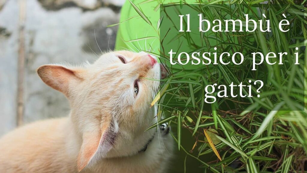 bambu tossico gatti