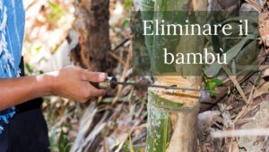 eliminare bambu