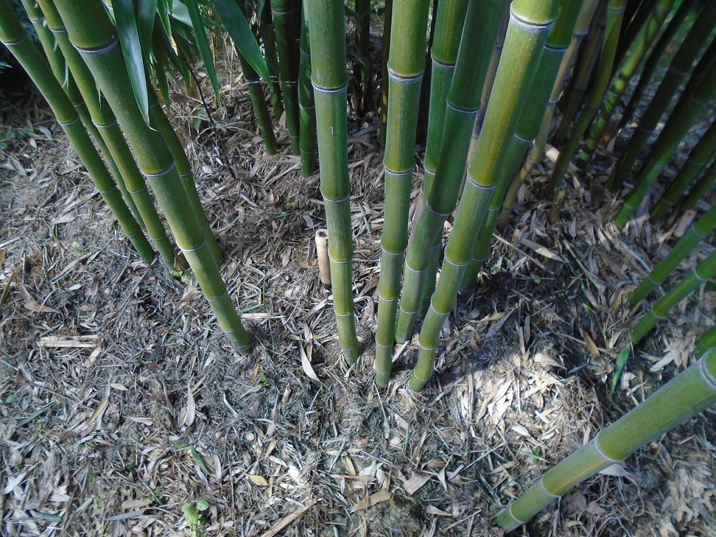 perdita di foglie di bambu