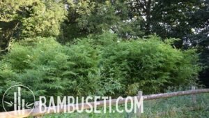 20 semi di Phyllostachys PUBESCENS = moso bamboo, Bambos moosoo Bambù gigante | UK