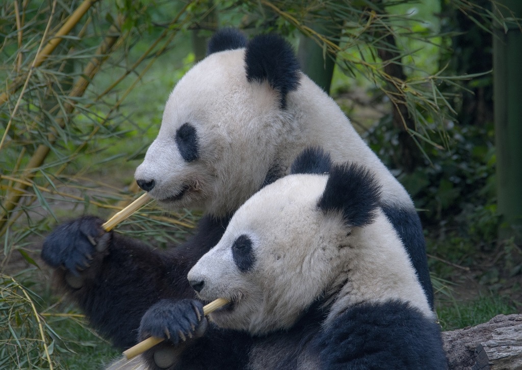 I panda che mangiano il bambu