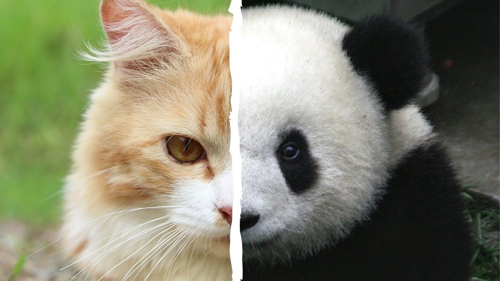 Il panda è un ipercarnivoro, come il gatto