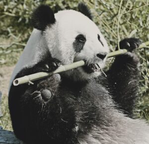 L'osso allargato del panda gli permette di afferrare bene il bambu