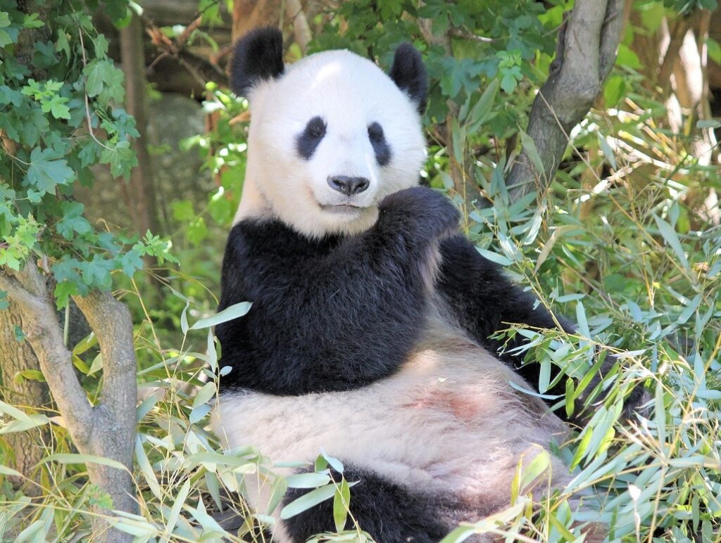 Panda che mangia una canna di bambu 2