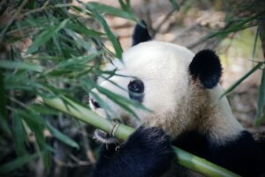 Panda che mangia una canna di bambu