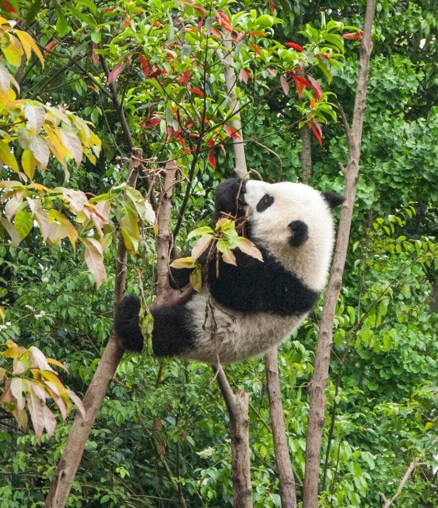 Panda che si arrampica su un albero per mangiarne i rami