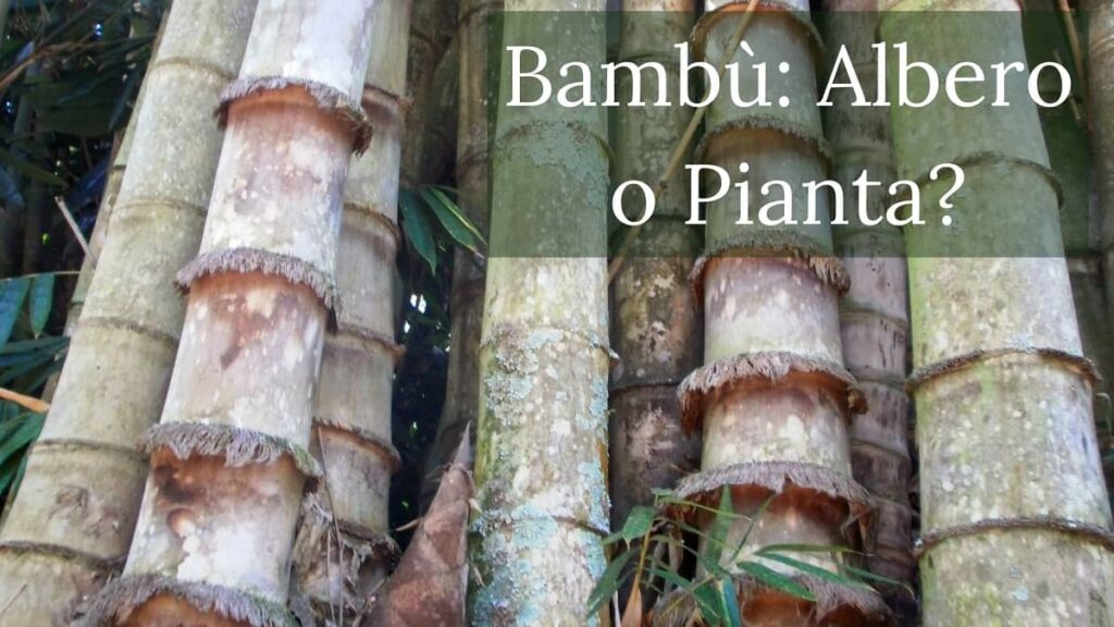 bambu albero o pianta