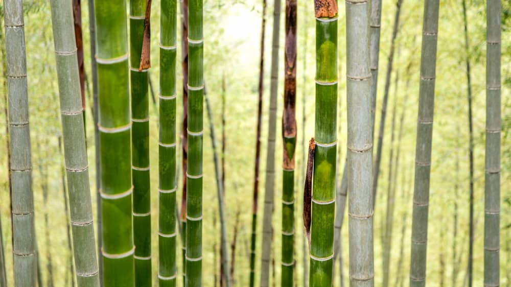 bambu che non cresce - densita troppo alta