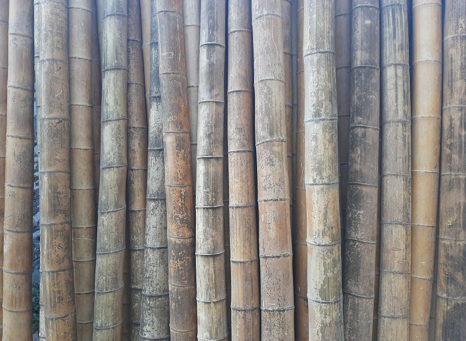 bambu con muffa