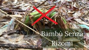 bambu senza rizomi