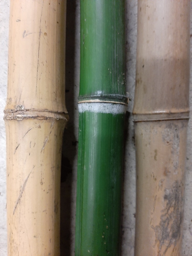 canne di bambu secche e verdi