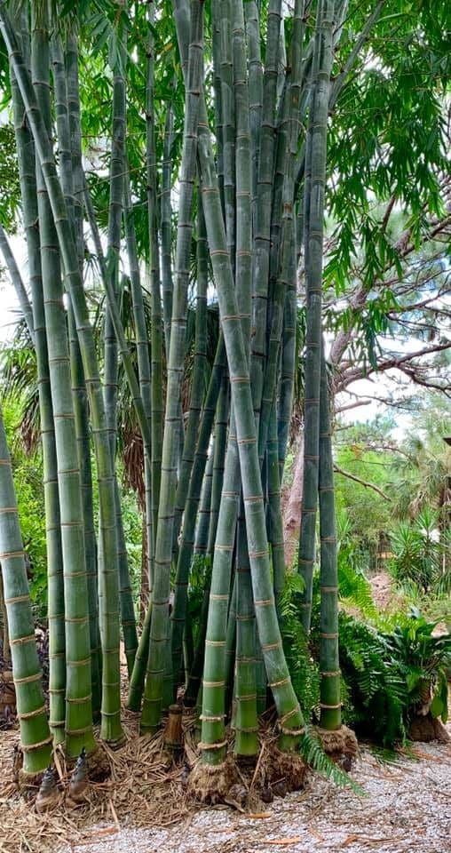 dendrocalamus giganteus bambu gigante