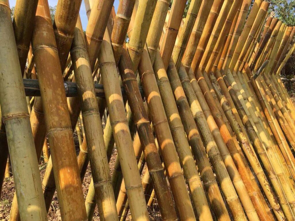 essiccazione del bambu