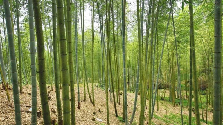 Fiori Moso/Bambù gigante Con substrato Phyllostachys pubescens 20 semi