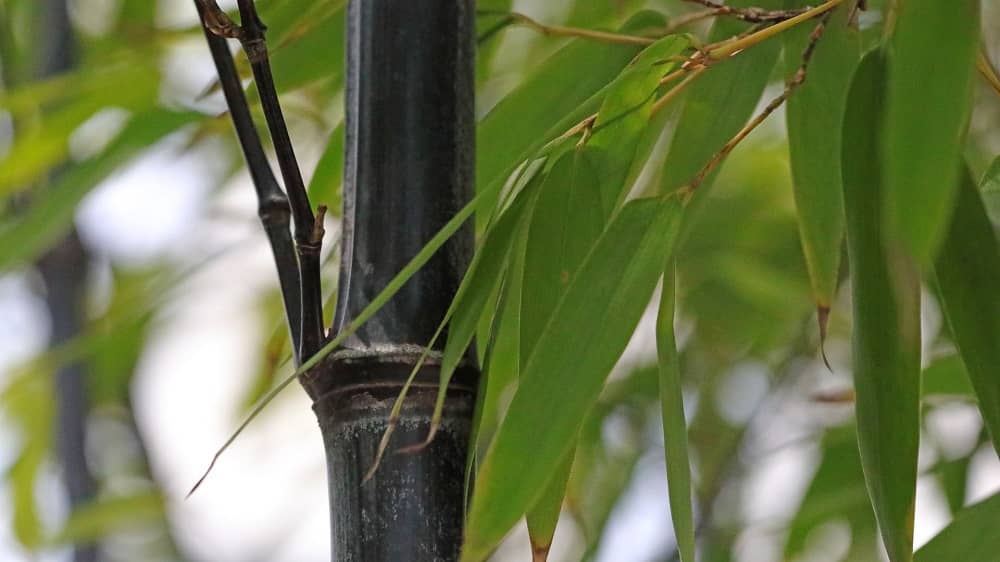 foglie di bambu nero