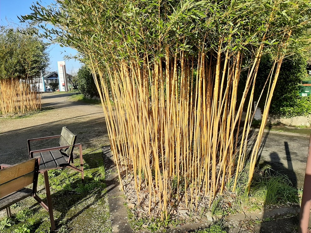 Bambu giallo (ad es. Phyllostachys aureocaulis)