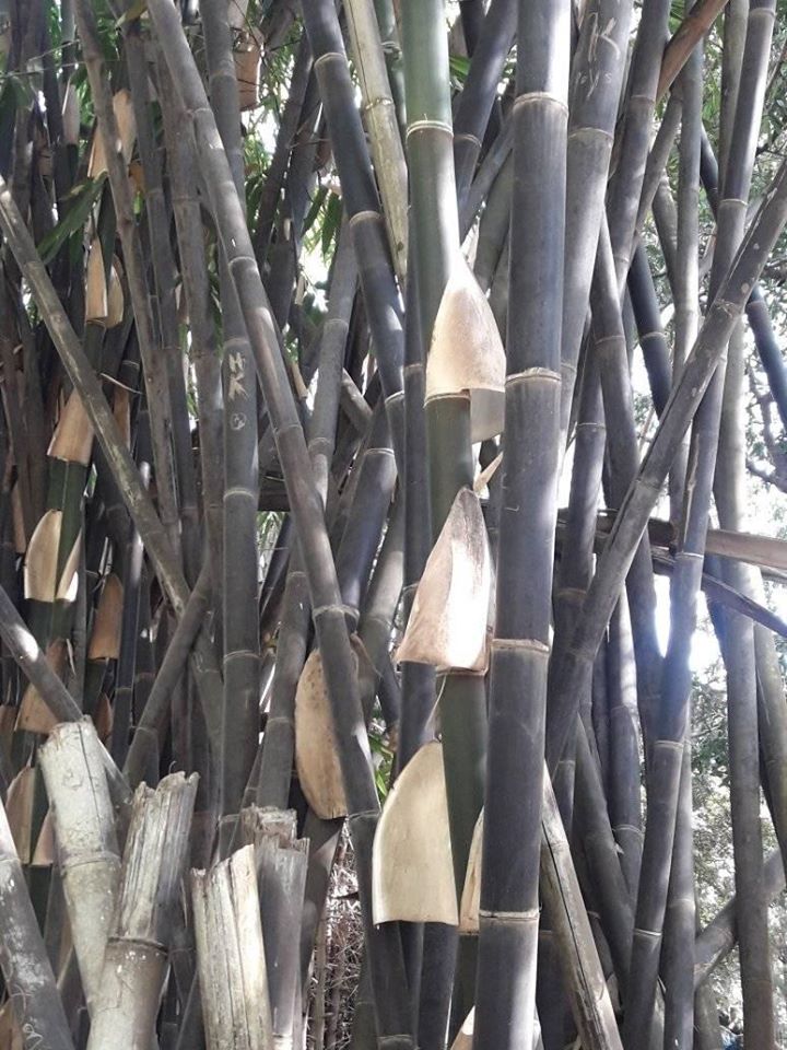 Bambù nero Phyllostachys Nigra a Bengaluru India meridionale
