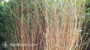 bambu Semiarundinaria yashadake 'Kimmei'