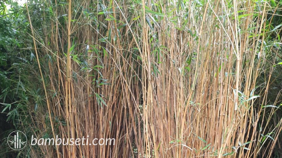 bambu Semiarundinaria yashadake 'Kimmei'