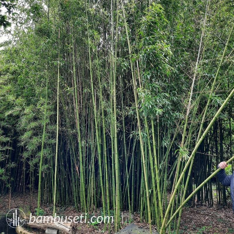 bambu Phyllostachys atrovaginata