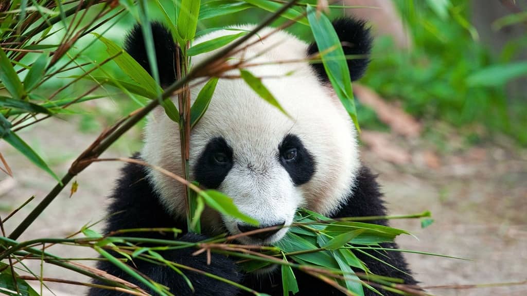 fargesia panda gigante di bambù