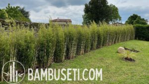 fargesia robusta campbell