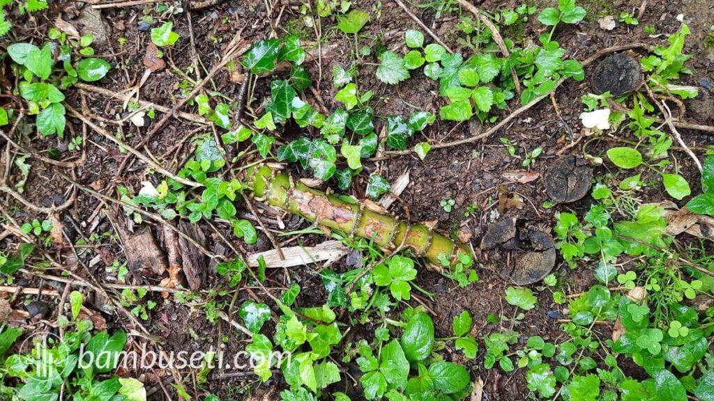 rizoma P. atrovaginata