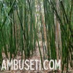 Phyllostachys vivax f. huangwenzhu