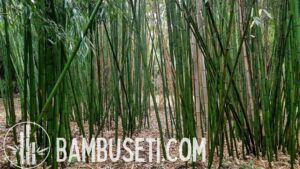 Phyllostachys vivax f. huangwenzhu