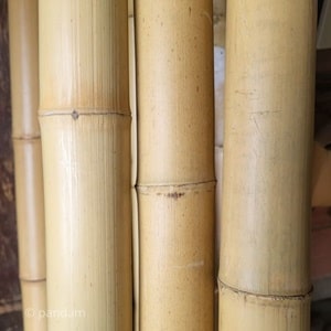 cane di bambu 3