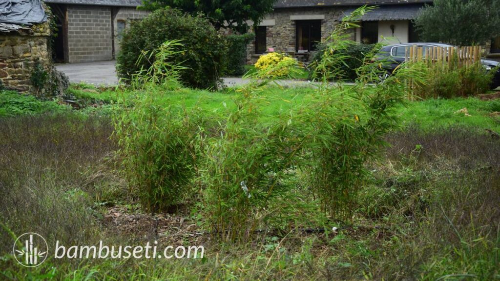 Impianto del bambu Fargesia robusta ‘Campbell’