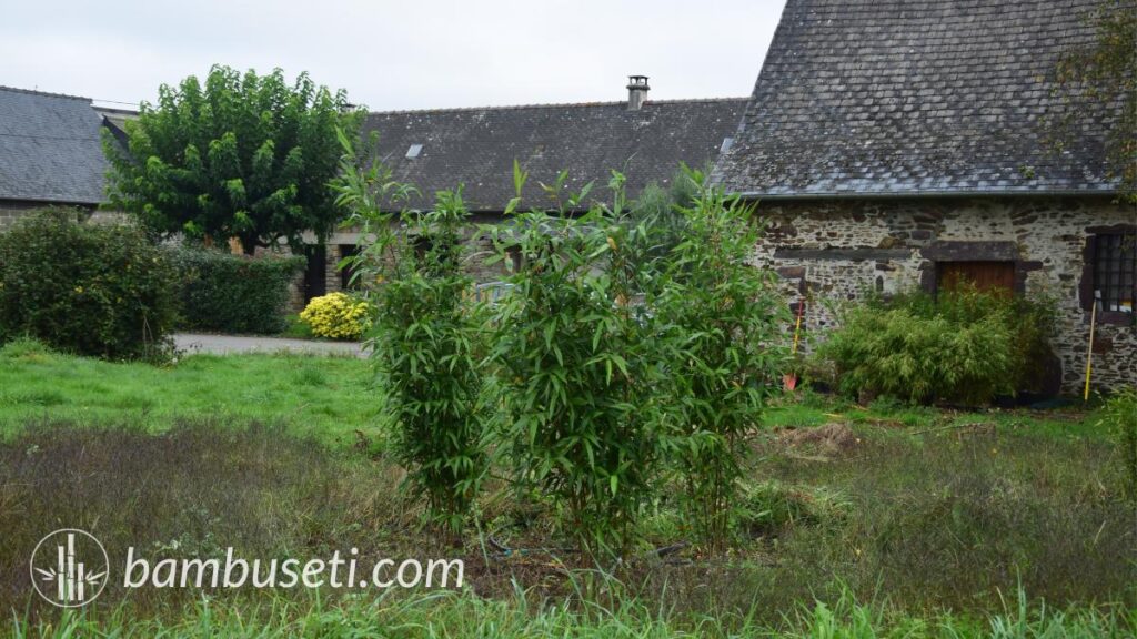 Semiarundinaria fastuosa al momento della messa a dimora