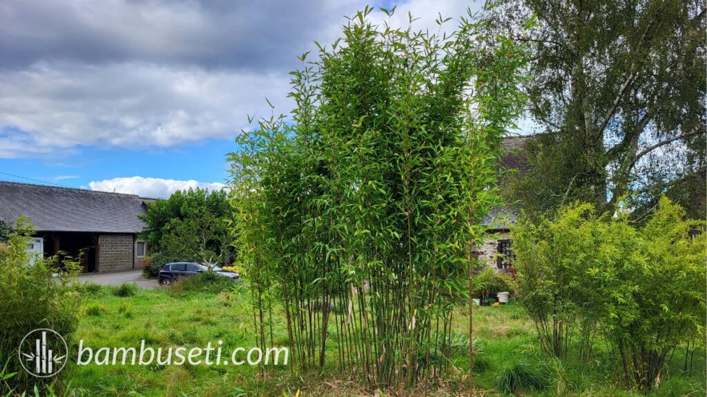 Semiarundinaria fastuosa due anni dopo