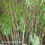 bambu fargesia robusta campbell