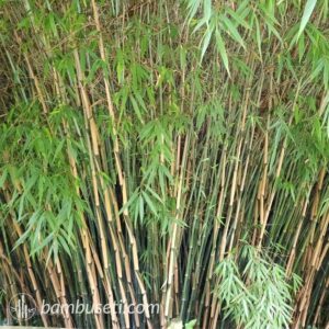 bambu fargesia robusta campbell