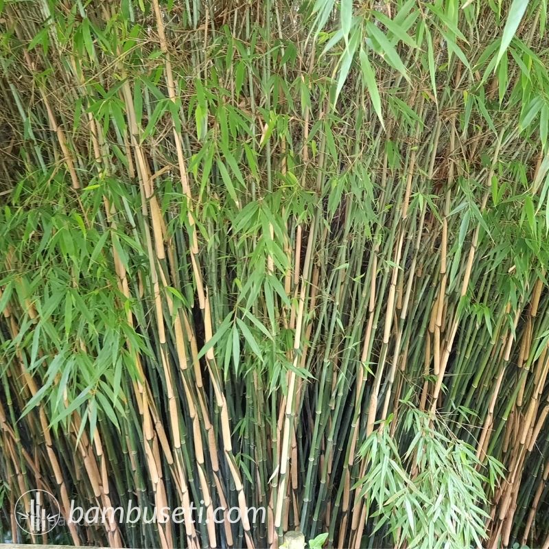 bambu fargesia robusta campbell