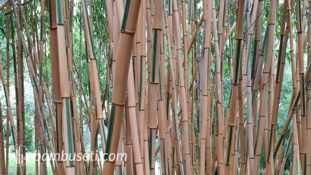 canne Phyllostachys vivax 'Huangwenzhu inversa'