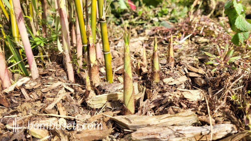 germogli fargesia robusta campbell