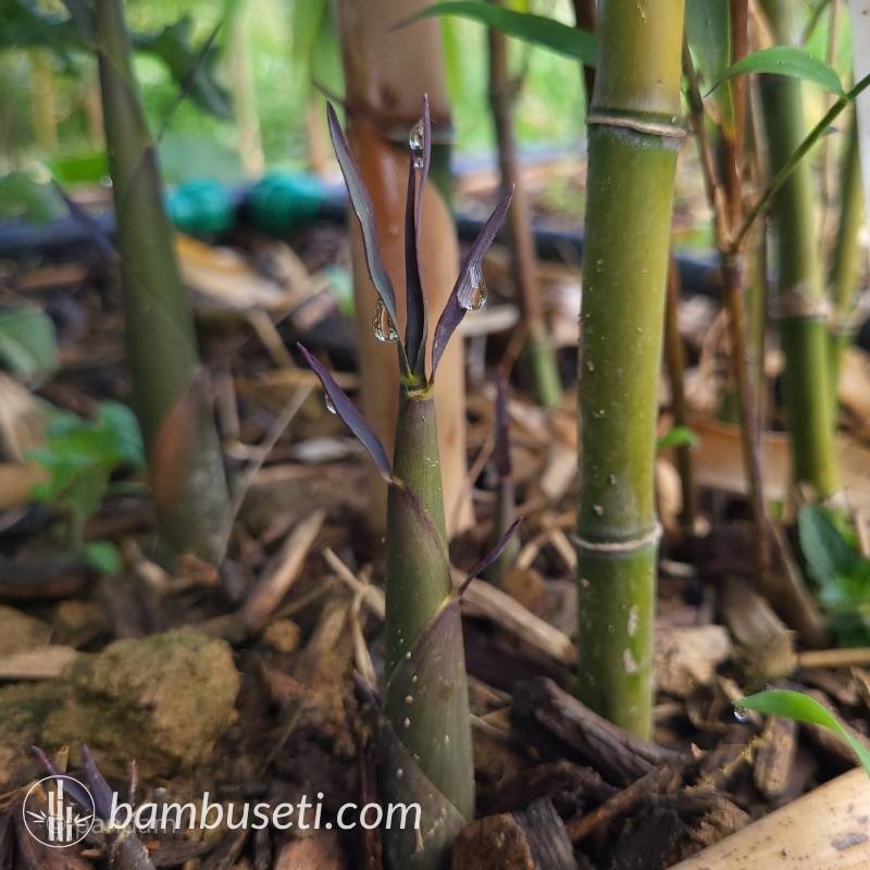 germogli semiarundinaria fasuosa