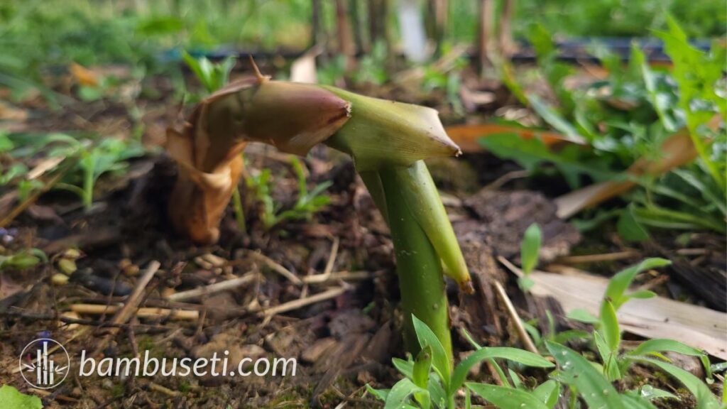 rizoma Semiarundinaria fastuosa