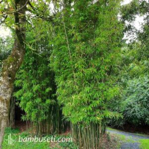 semiarundinaria fastuosa