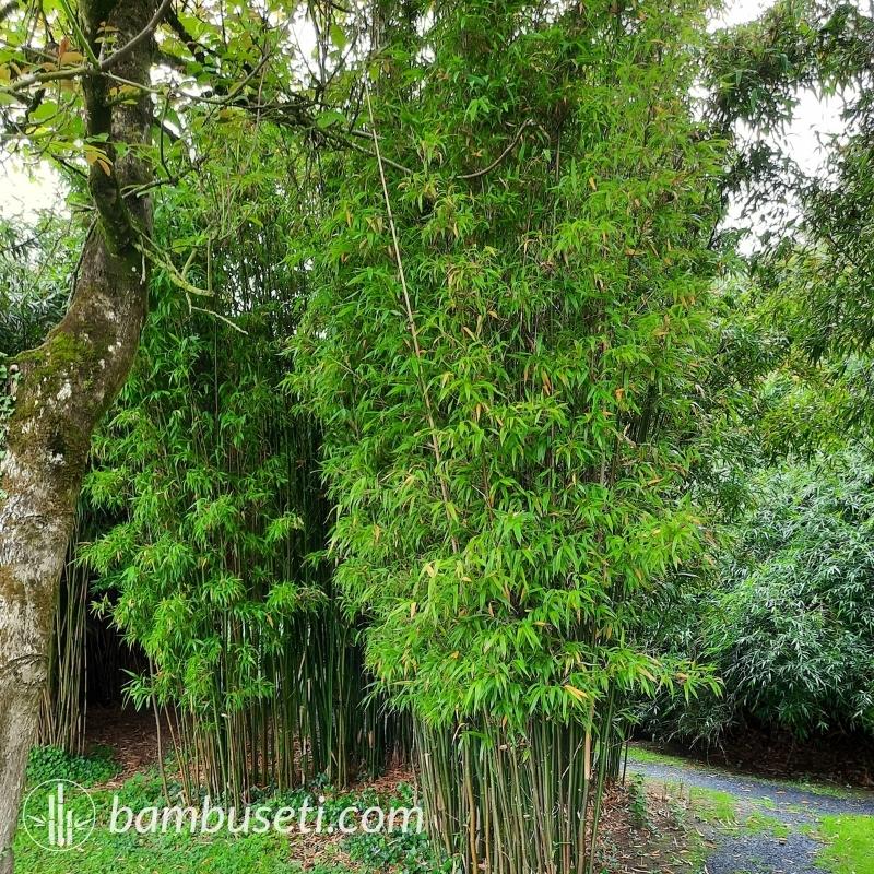 semiarundinaria fastuosa