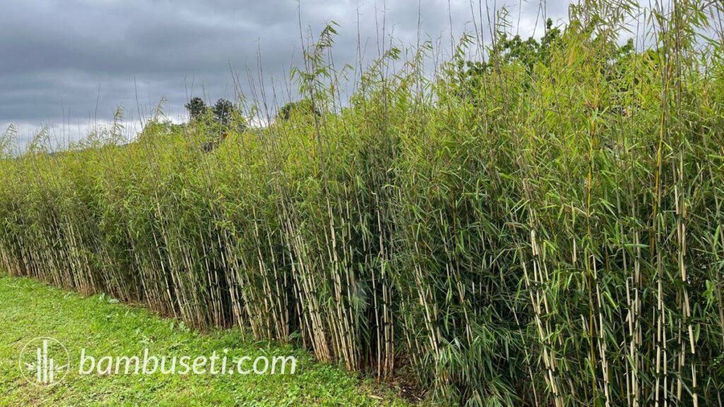 Siepe fargesia robusta campbell